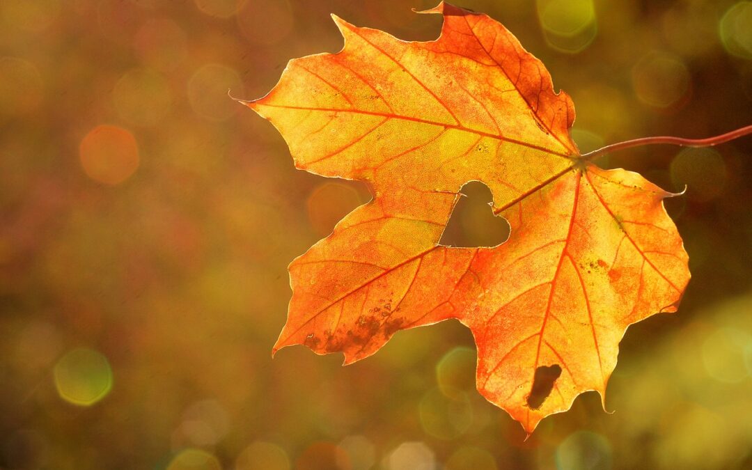 Energy Saving Tips to “Fall” for!